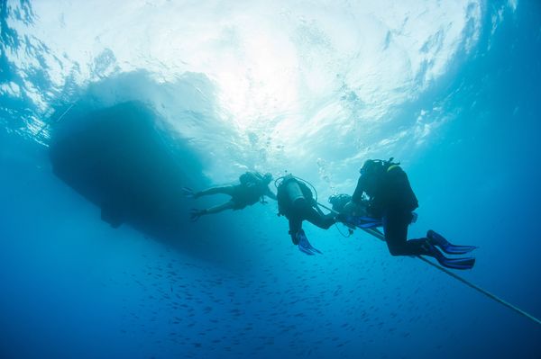 Divers ascend from a real megalodon tooth diving expedition. Finding authentic deep-sea shark teeth 
