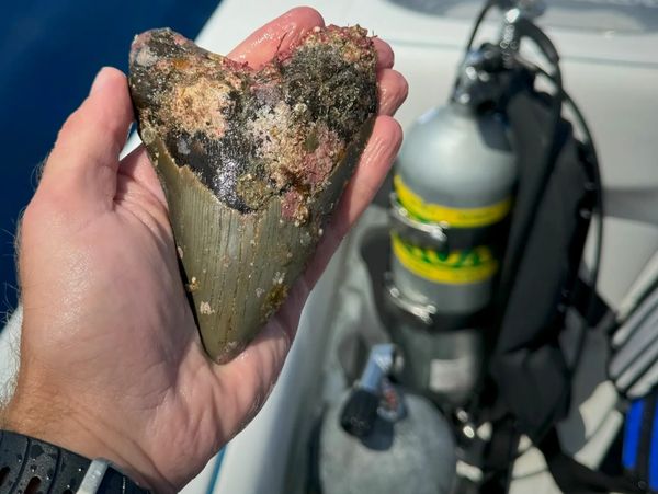 A photo of a real megalodon tooth recovered offshore with SCUBA equipment in the background.