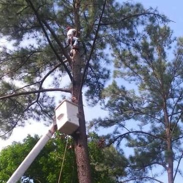 


 

 

Contact Us	Home	Our Story	Services
Steve's tree service tree removal
Tree Removal
Dying and
