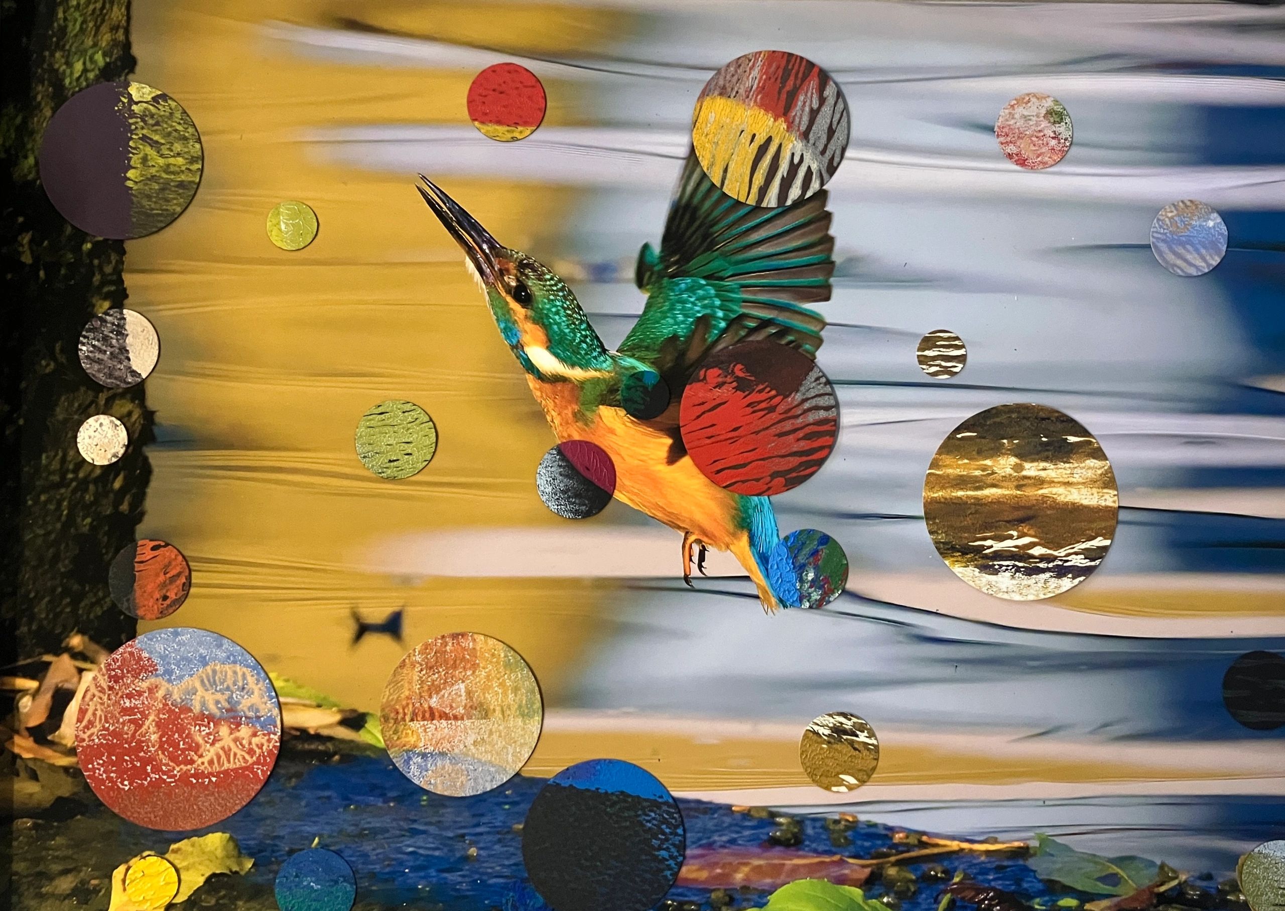 Photo of kingfisher in flight collage