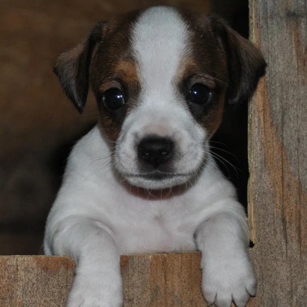 Registered Short Jack Russell Terriers Jordans Shorty Jacks