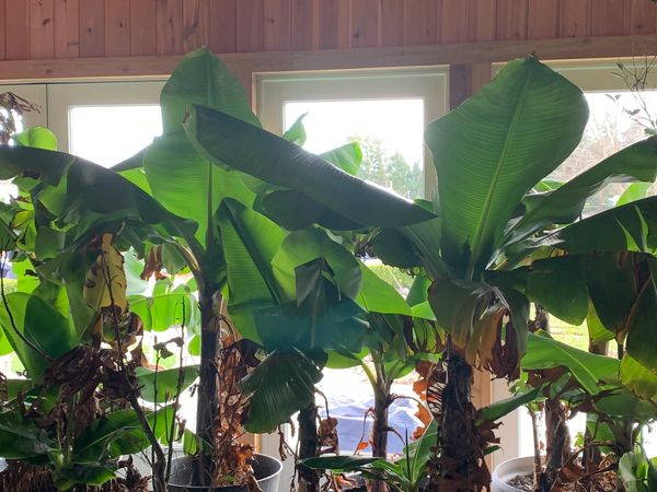 Our Tropical  Banana Trees!