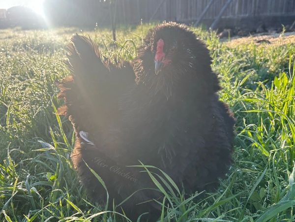 Frizzled Black Green Egger with pretty sunlight on top left and green grass all around