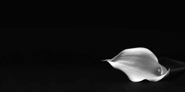 Calia lily for a family member who suicided leaving handwritten deathbed will