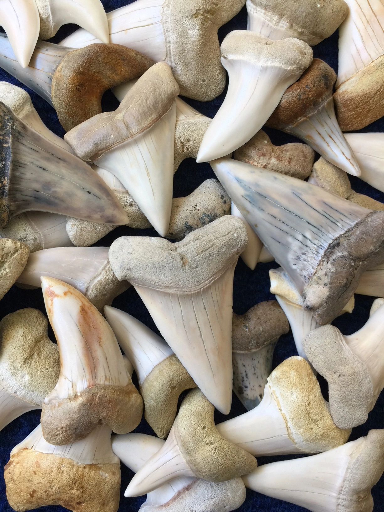 Shark Teeth - White Whale quarry