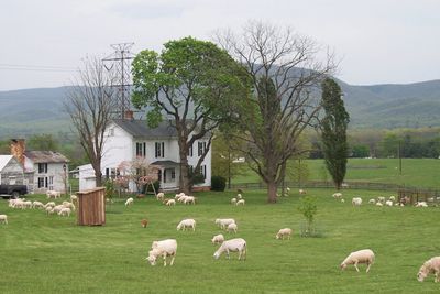 Sometimes  the best grass is in the yard.