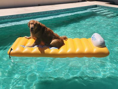 A dog lounging on a yellow float in a clear swimming pool.