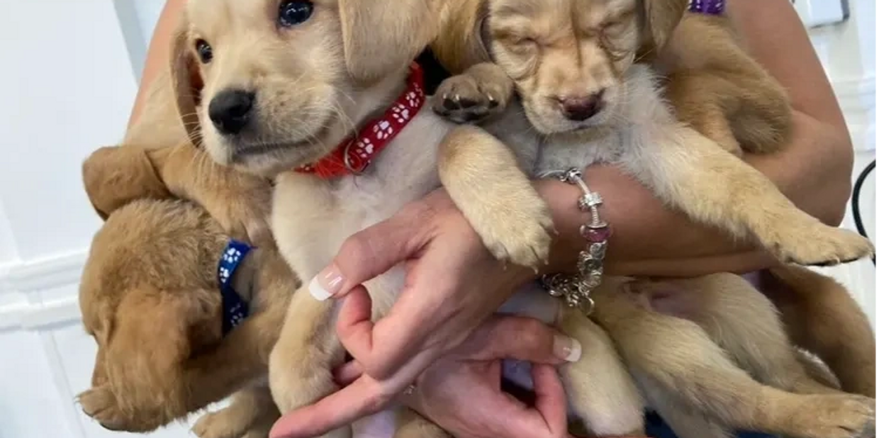 Puppy yoga 
Litter of puppies being held, hand in gyan mudra
