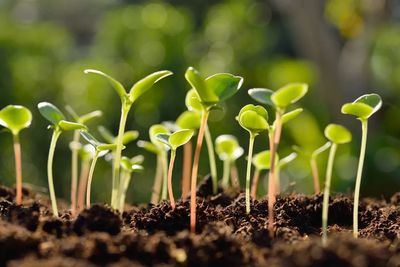 Small green sprouting plants beginning to grow from brown soil in a natural sunlight.