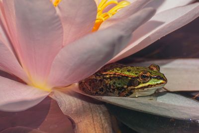 frog protected under a lotus flower.