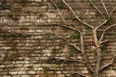Tree representing family enterprise branches