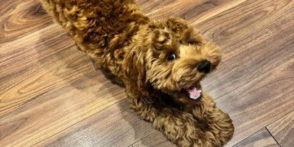 beige mini labradoodle puppy stretching and making a silly face