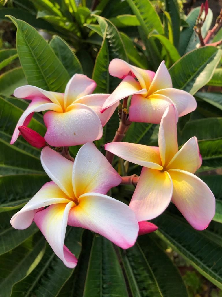 Plumeria