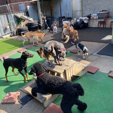 Vitality Health Pets