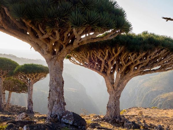 Dragon blood trees in Socotra