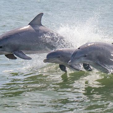 Dolphins jumping