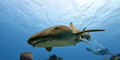 A large nurse shark swims near a diver underwater.