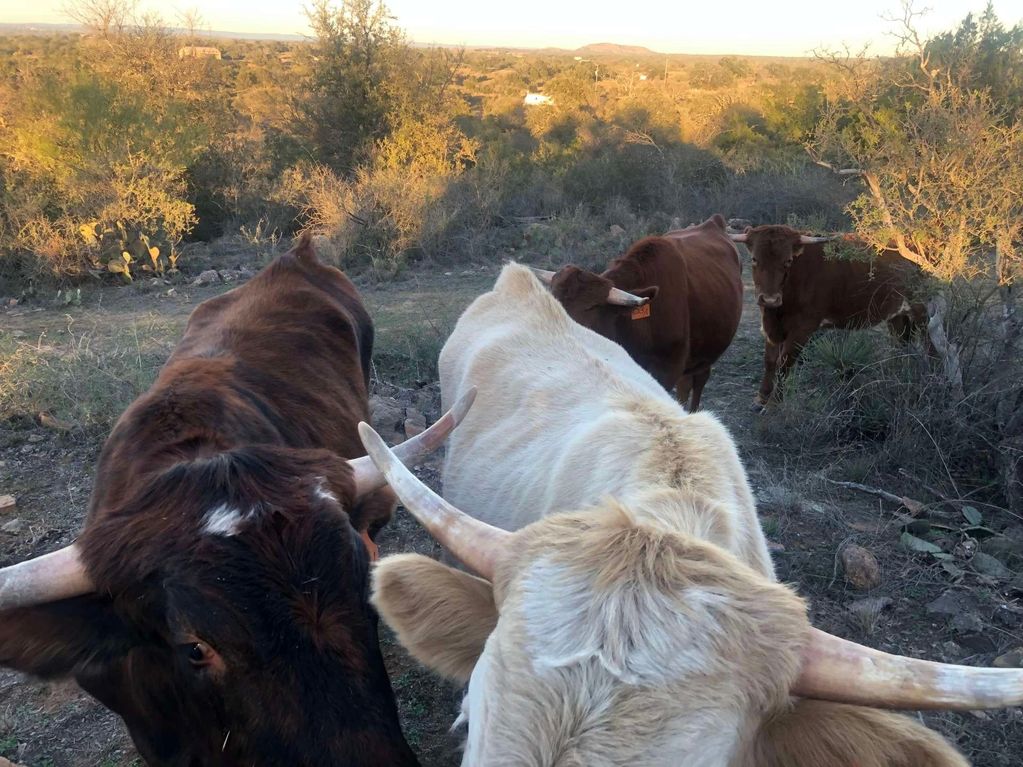 Longhorns up-close and personal