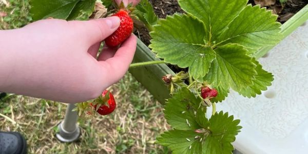 Hand picking a ripe strawberry from a plant.
