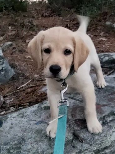 Exploring the woods