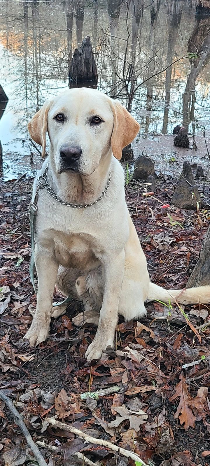 A Labrador dog sitting in a forested area near a swamp.