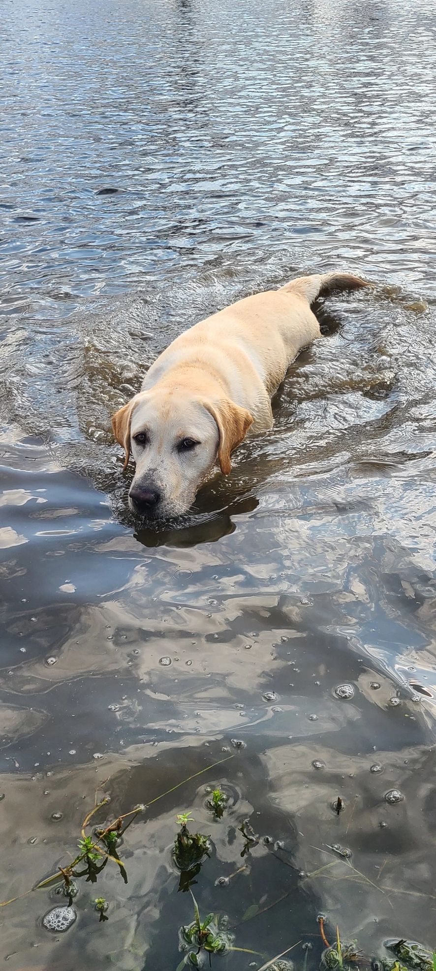 A Labrador dog swimming in a calm water body.