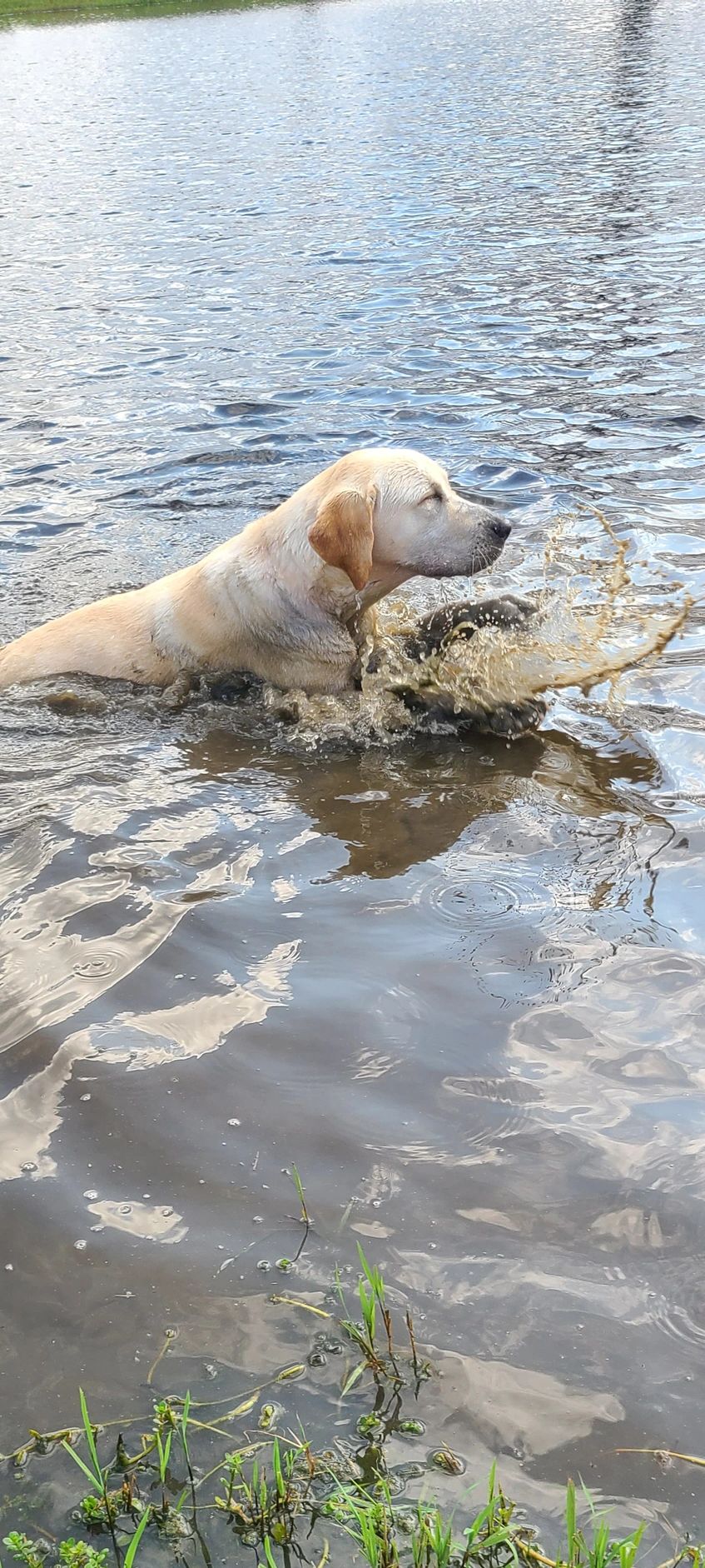 A Labrador retriever splashes in a shallow pond on a sunny day.