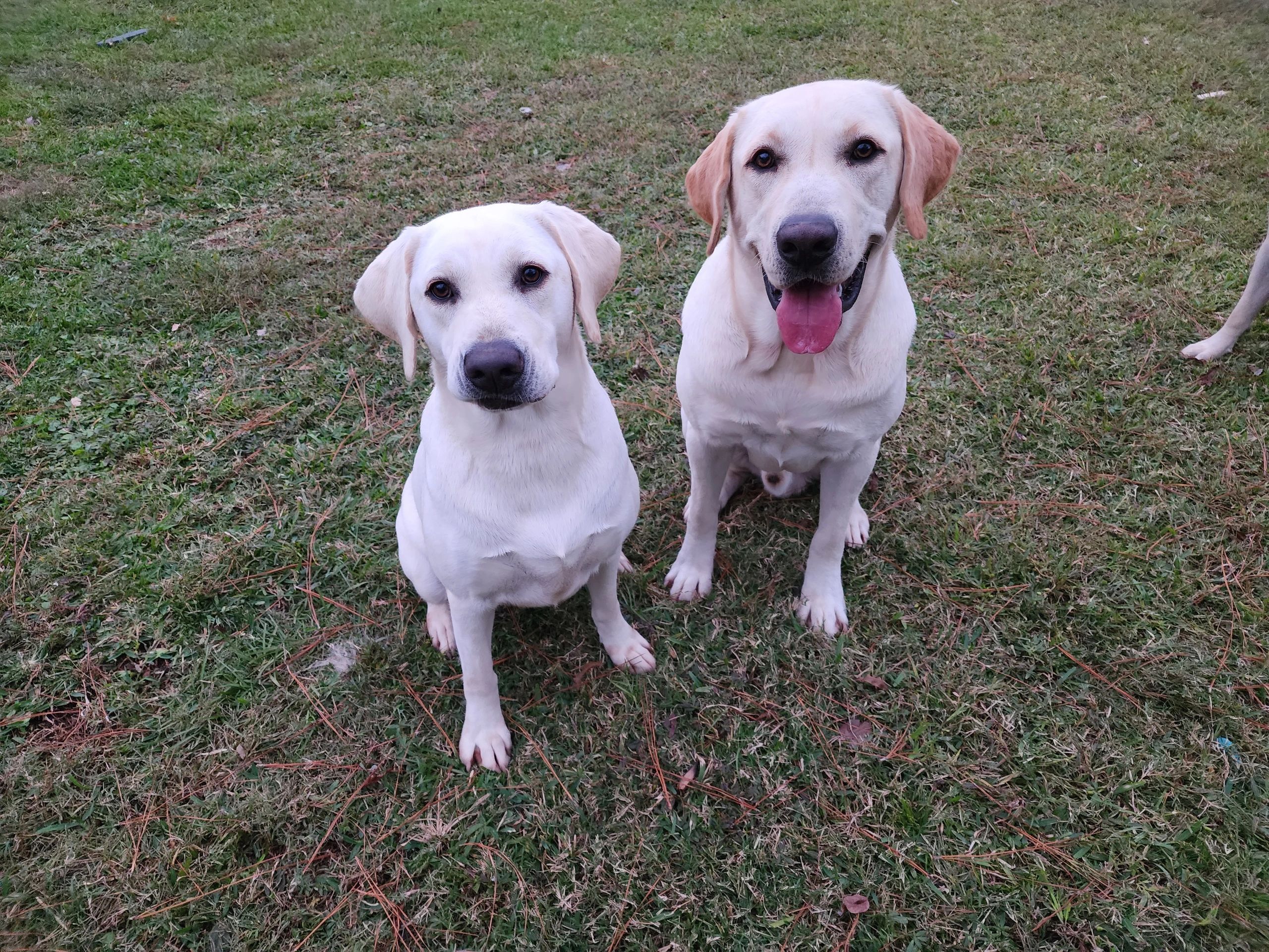 Two Labrador Retrievers sitting on grass, one with tongue out.