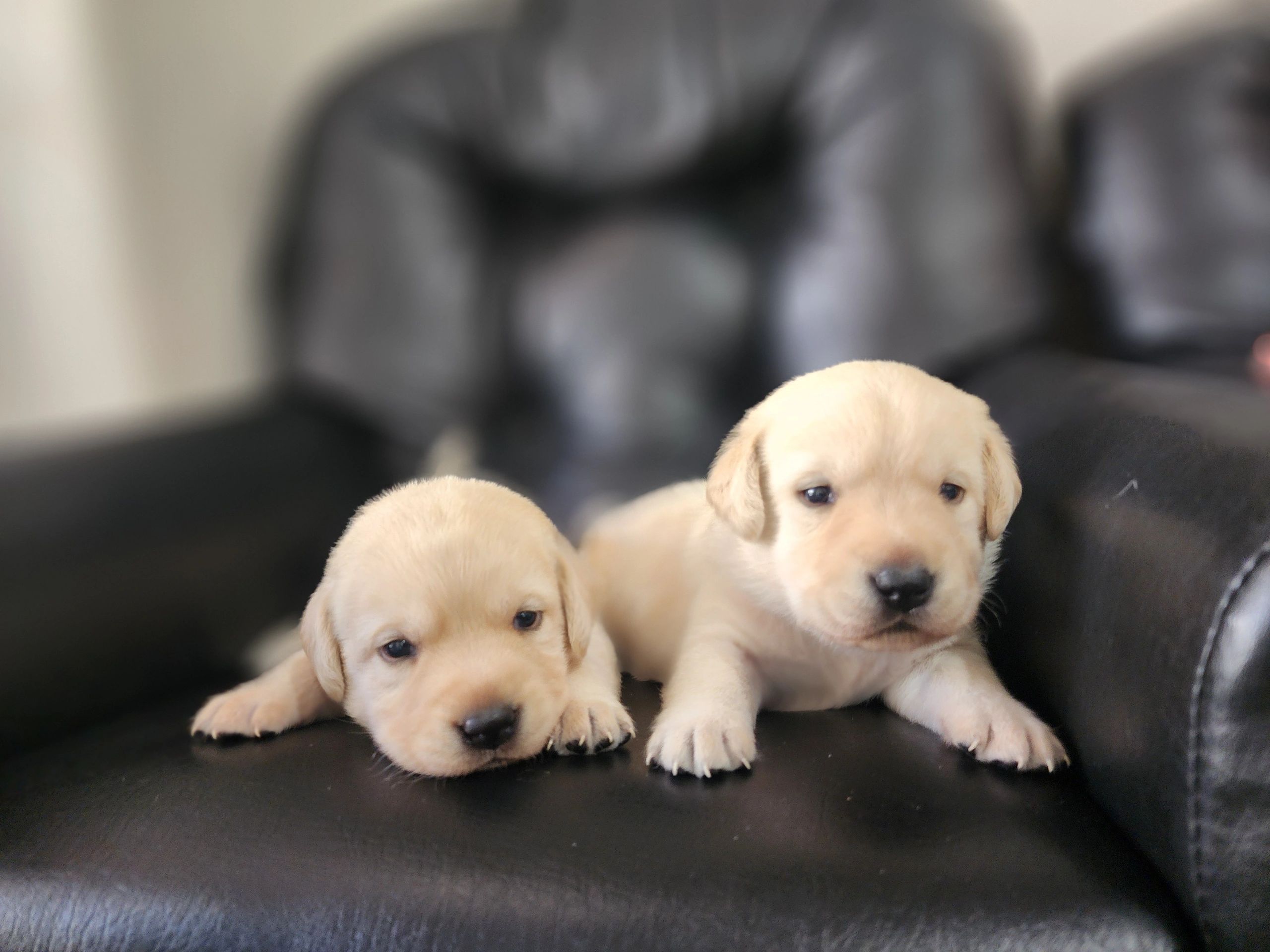 Girls, 3 weeks old