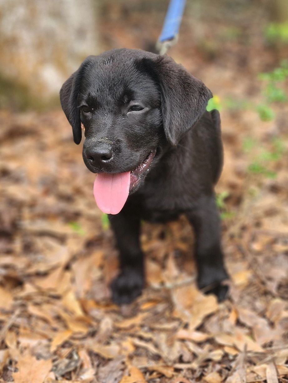 Happy black Labrador puppy panting with tongue out outdoors.