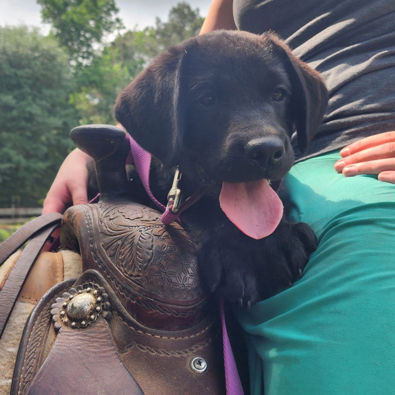 Black puppy with tongue out sitting on a leather saddle beside a person.