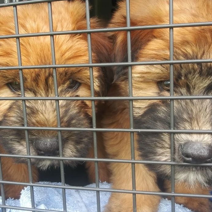 Barry's Dogs transporting Wheaten Terrier pups privately to their new home
