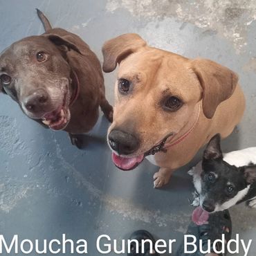 Pet Services include Private Dog Transport, In Home Pet/House Sitting, Pet Visits, and Dog Walking