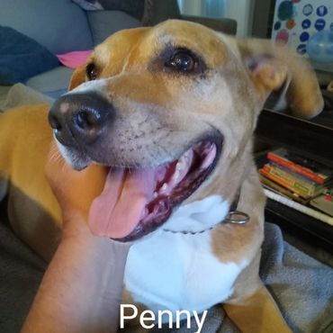 Pet Services include Private Dog Transport, In Home Pet/House Sitting, Pet Visits, and Dog Walking
