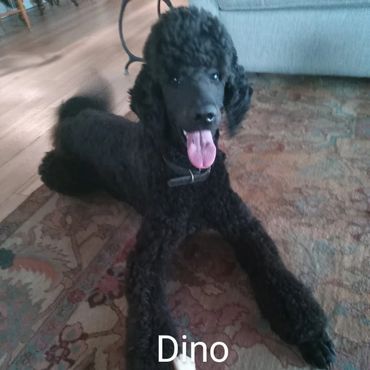 Pet Services include Private Dog Transport, In Home Pet/House Sitting, Pet Visits, and Dog Walking