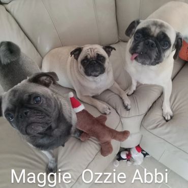 Pet Services include Private Dog Transport, In Home Pet/House Sitting, Pet Visits, and Dog Walking
