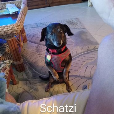 Little Dachshund sitting for a treat during a in home pet visit with Barry's Dogs