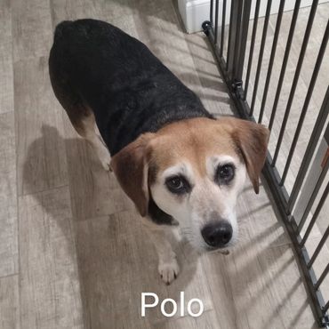 Pet Services include Private Dog Transport, In Home Pet/House Sitting, Pet Visits, and Dog Walking