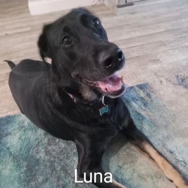 Pet Services include Private Dog Transport, In Home Pet/House Sitting, Pet Visits, and Dog Walking