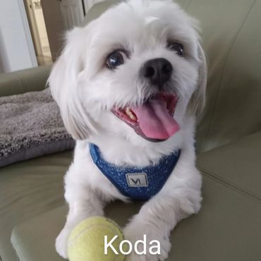 Pet Services include Private Dog Transport, In Home Pet/House Sitting, Pet Visits, and Dog Walking
