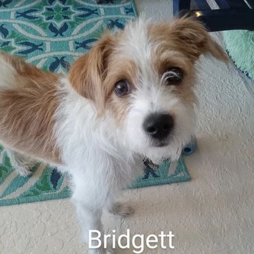 Pet Services include Private Dog Transport, In Home Pet/House Sitting, Pet Visits, and Dog Walking
