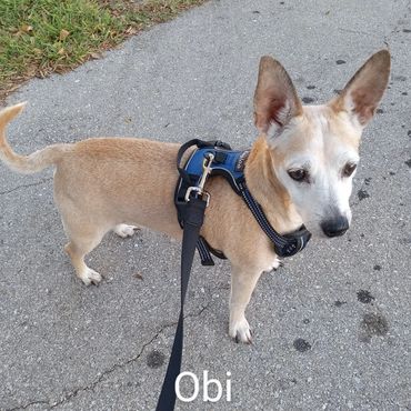 Pet Services include Private Dog Transport, In Home Pet/House Sitting, Pet Visits, and Dog Walking