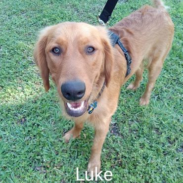 Golden Retriever Luke on a cross-country journey private dog transport by Barry's Dogs