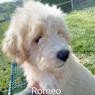 Little puppy Romeo on a cross-country journey private dog transport by Barry's Dogs