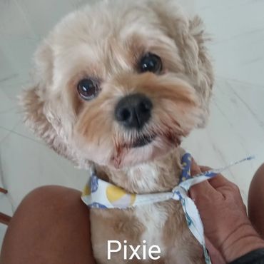 Pet Services include Private Dog Transport, In Home Pet/House Sitting, Pet Visits, and Dog Walking