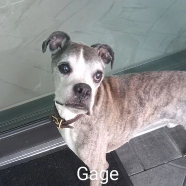 Pet Services include Private Dog Transport, In Home Pet/House Sitting, Pet Visits, and Dog Walking