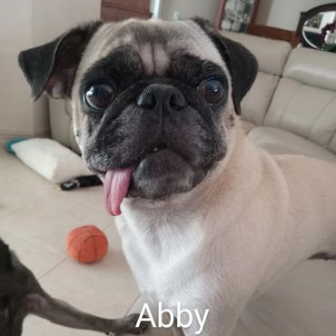 Pet Services include Private Dog Transport, In Home Pet/House Sitting, Pet Visits, and Dog Walking