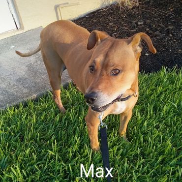 Pet Services include Private Dog Transport, In Home Pet/House Sitting, Pet Visits, and Dog Walking