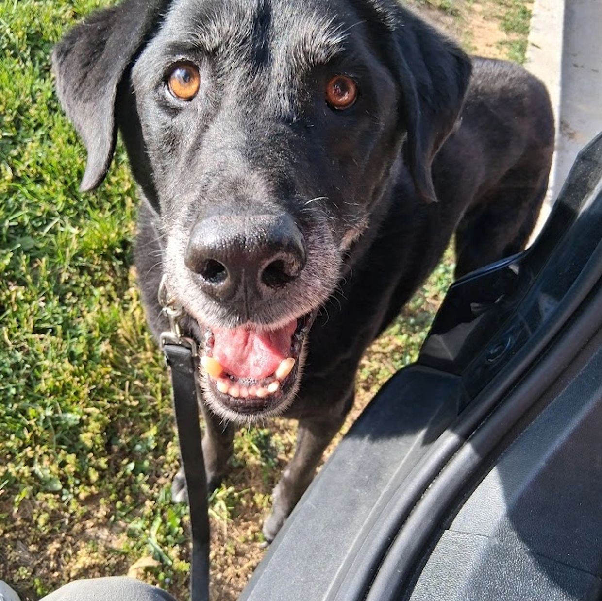 Labradore Buddy enjoying his journey on a long distance Private Dog Transport with Barry Dogs.