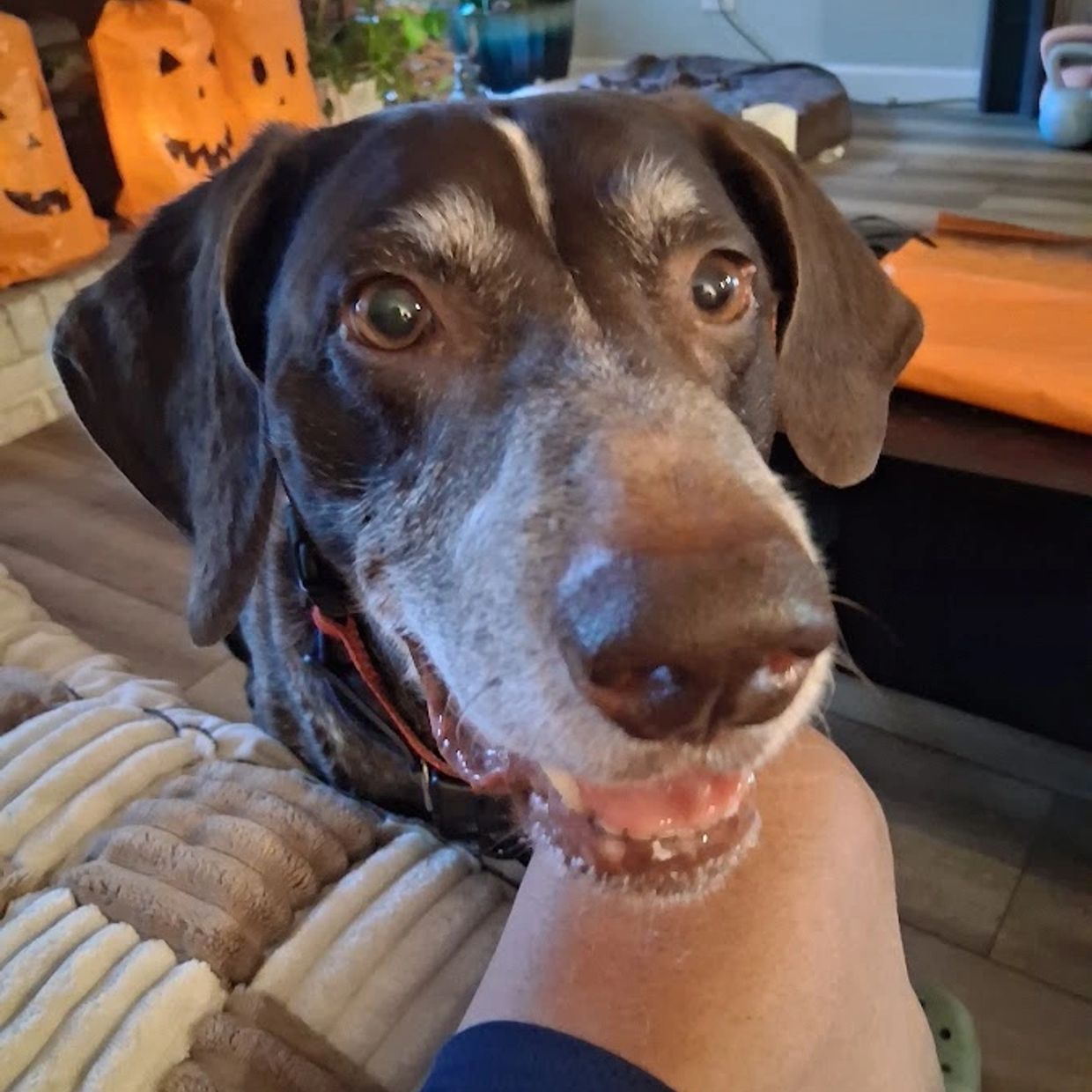 Pet Sitting a beautiful male German Shorthair Pointer